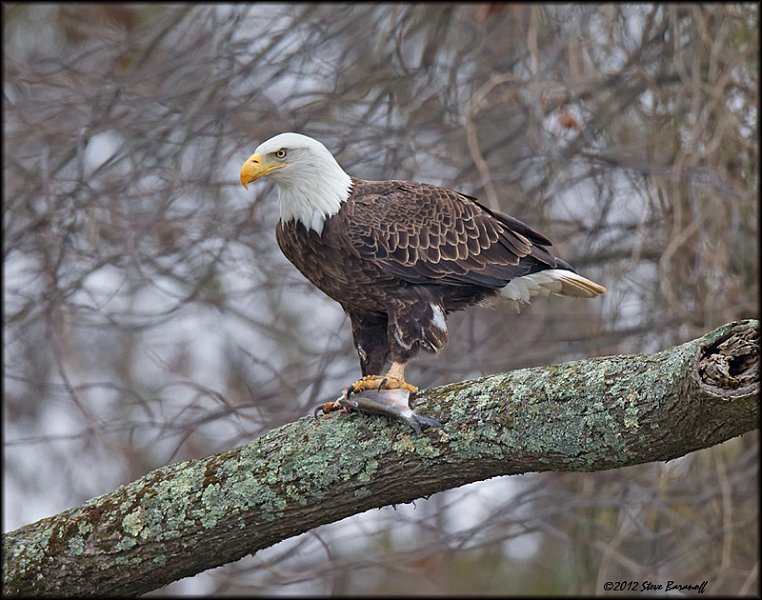 _2SB2402 american bald eagle with fish.jpg